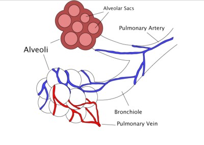 Covid-19, cellule alveolari di tipo II e surfactant  (articolo tradotto in italiano pubblicato sul Journal of Medical – Clinical Research & Reviews)