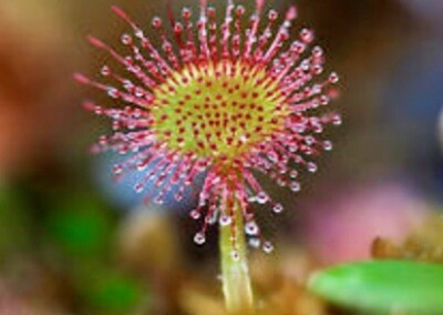 DROSERA E COVID-19, PERCHÉ NO?