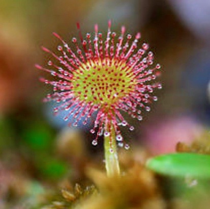 DROSERA E COVID-19, PERCHÉ NO?